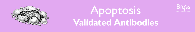Apoptosis