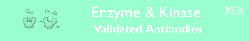 Enzyme & Kinase