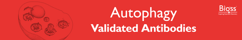 Autophagy
