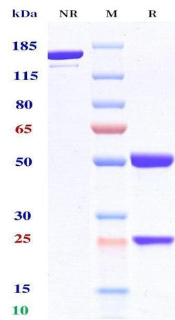 Anti-human CA125 & CD3 (Ubamatamab Biosimilar)
