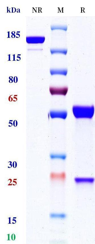 Anti-human CTLA4 & PD-1 (Vudalimab Biosimilar)