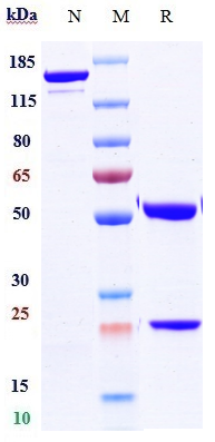 Anti-human HER2/neu & HER3 (Zenocutuzumab Biosimilar)