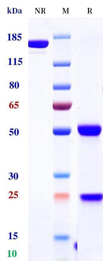 Anti-human CD28 & PSMA (Nezastomig Biosimilar)
