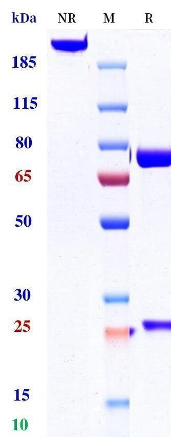 Anti-human EGFR & HER3 (Izalontamab Biosimilar)