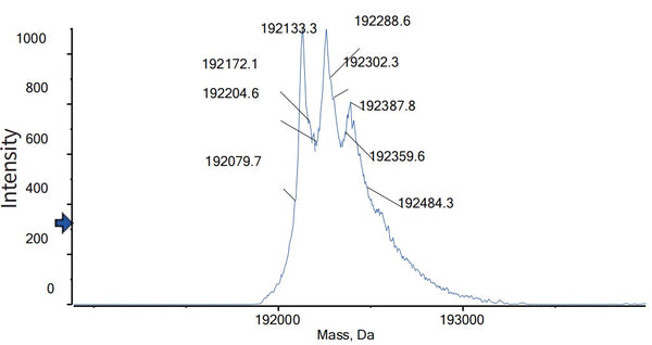 Anti-human BCMA & CD3 (Alnuctamab Biosimilar)