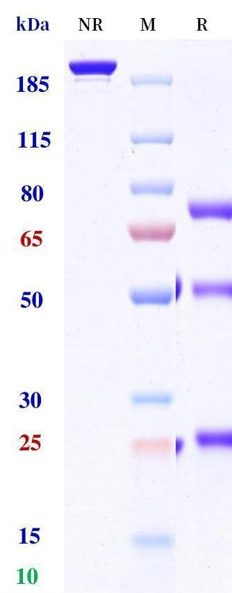 Anti-human BCMA & CD3 (Alnuctamab Biosimilar)