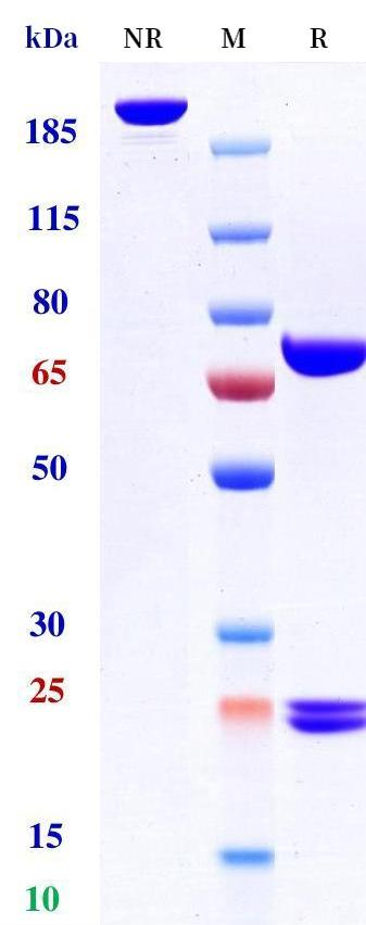Anti-human cMet & EGFR (Emb01 Biosimilar)