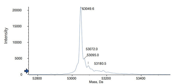 Anti-human CD3e & DLL3 & Serum Albumin (Hpn328 Biosimilar)