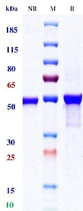 Anti-human CD3e & DLL3 & Serum Albumin (Hpn328 Biosimilar)