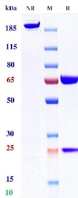 Anti-human CD20 & CD47 (Amulirafusp alfa Biosimilar)