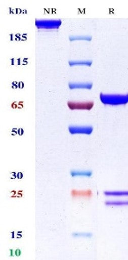 Anti-human LAG-3 & PD-1 (Emb-02 Biosimilar)
