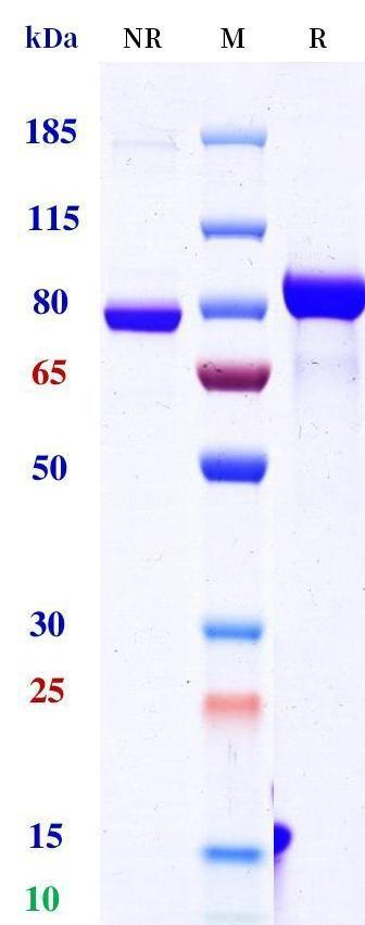 Anti-human CD3 & DLL3 (Tarlatamab Biosimilar)