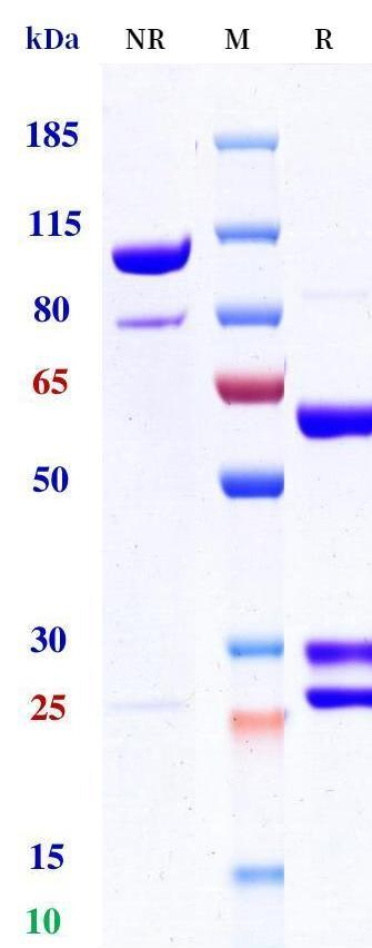 Anti-human CD79b & Fc-gamma-R2B/CD32b (Mgd010 Biosimilar)