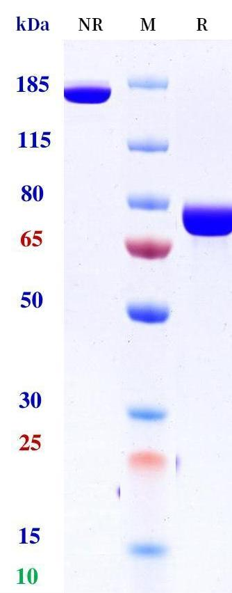 Anti-human 4-1BB & TPBG/5t4 (Apv-527 Biosimilar)