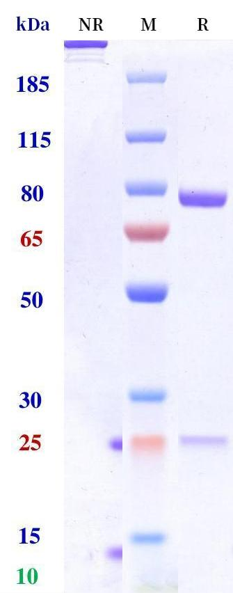 Anti-human PD-1 & VEGF (Ivonescimab Biosimilar)