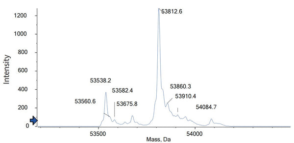 Anti-human CD19 & CD3 (Blinatumomab Biosimilar)