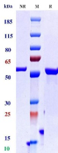 Anti-human CD19 & CD3 (Blinatumomab Biosimilar)