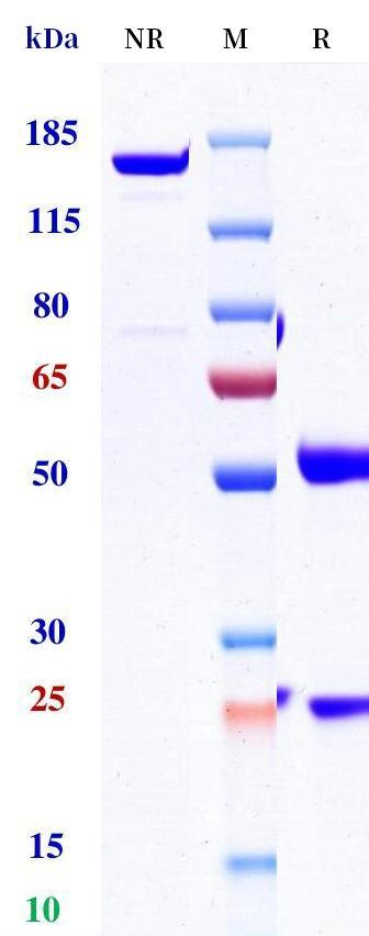 Anti-human CTLA4 & PD-1 (Volrustomig Biosimilar)
