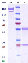 Anti-human Factor IX & Factor X (Emicizumab Biosimilar)
