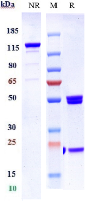 Anti-human ANG2 & VEGFA (Vanucizumab Biosimilar)