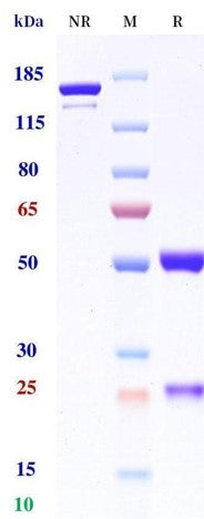 Anti-human GPRC5D & CD3 (Talquetamab Biosimilar)