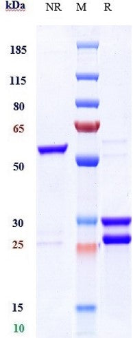 Anti-human CD123 & CD3 (Flotetuzumab Biosimilar)