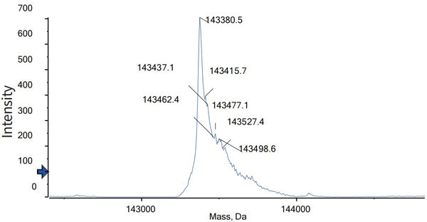 Anti-human CD3 & BCMA (Teclistamab Biosimilar)