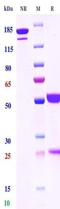 Anti-human CD3 & CD20 (Epcoritamab Biosimilar)