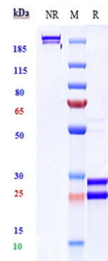 Anti-human BAFF & IL-17A (Tibulizumab Biosimilar)