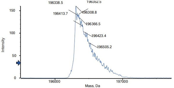 Anti-human EGFR & Fc-gamma-RIIIA (AFM24 Biosimilar)