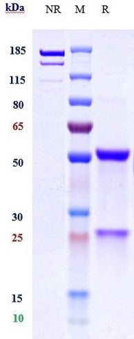Anti-human EGFR & Fc-gamma-RIIIA (AFM24 Biosimilar)