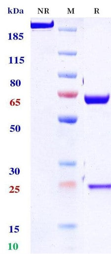 Anti-human PD-L1 & VEGF (Pm8002 Biosimilar)