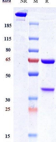 Anti-human IL1a & IL1b (Lutikizumab Biosimilar)