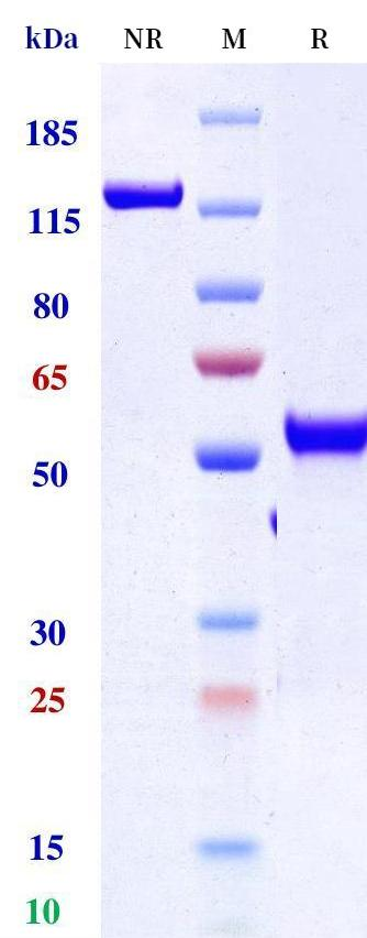 Anti-human CTLA4 & PD-L1 (Erfonrilimab Biosimilar)