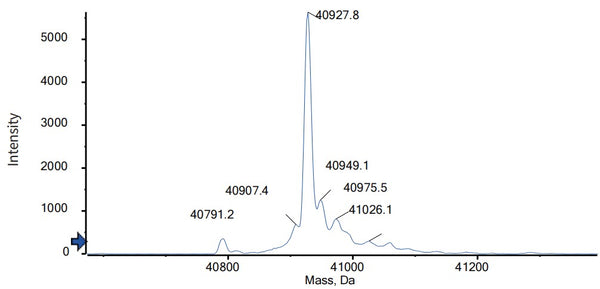 Anti-human IL-17 & IL-17F & Serum Albumin (Sonelokimab Biosimilar)