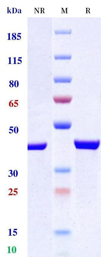 Anti-human IL-17 & IL-17F & Serum Albumin (Sonelokimab Biosimilar)