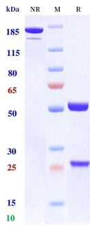 Anti-human EGFR & HER3 (Duligotuzumab Biosimilar)