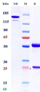 Anti-human PD-1 & TIGIT (Rilvegostomig Biosimilar)