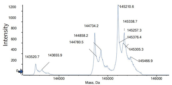 Anti-human BCMA & CD3 (Elranatamab Biosimilar)