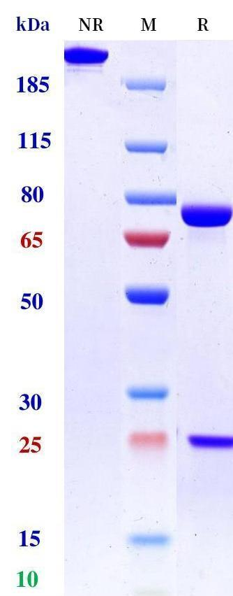 Anti-human HER3 & IGF-1R (Istiratumab Biosimilar)