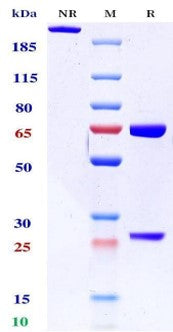 Anti-human CD47 & PD-1 (Hx009 Biosimilar)