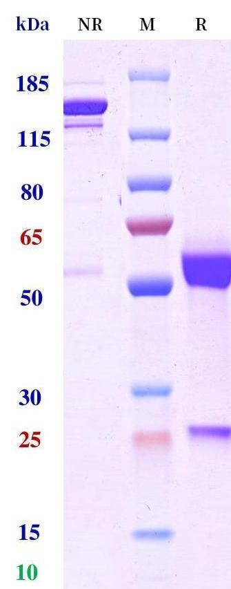 Anti-human BCMA & CD3 (TNB-383B Biosimilar)