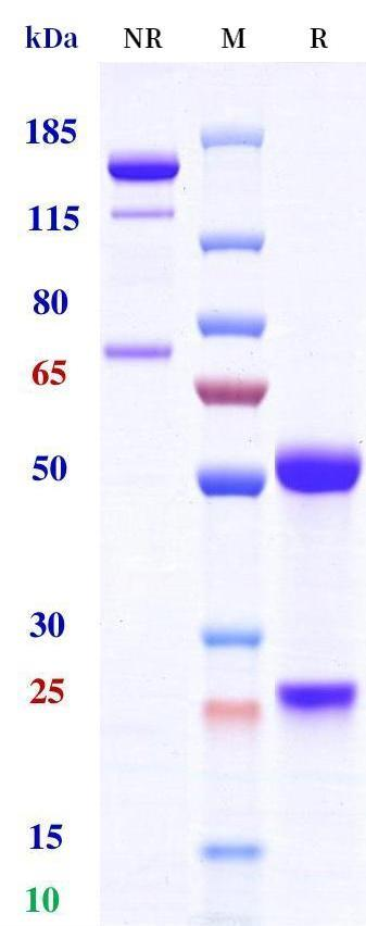 IL1B&IL18 rHuz IgG1κ bsmAb (Ref: Mas825/Arumakimig)