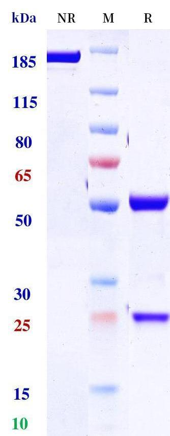 Anti-human BCMA & CD3 (Linvoseltamab Biosimilar)