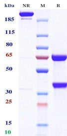 Anti-human TNFalpha & IL17 (Remtolumab Biosimilar)