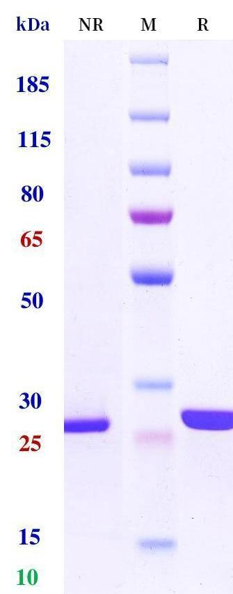 Anti-human C5 & Serum Albumin (Gefurulimab Biosimilar)