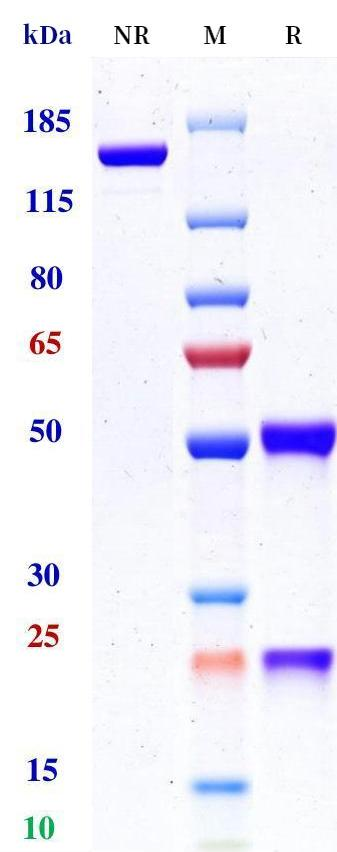 Anti-human 4-1BB & FAP (RO7122290 Biosimilar)