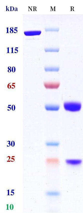 Anti-human 4-1BB & CD40 (Gen1042 Biosimilar)