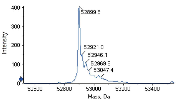 Anti-human CD3e & Mesothelin & Serum Albumin (Hpn536 Biosimilar)