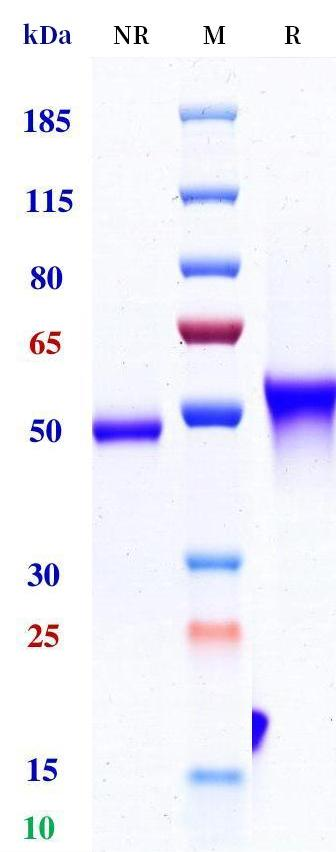 Anti-human CD3e & Mesothelin & Serum Albumin (Hpn536 Biosimilar)